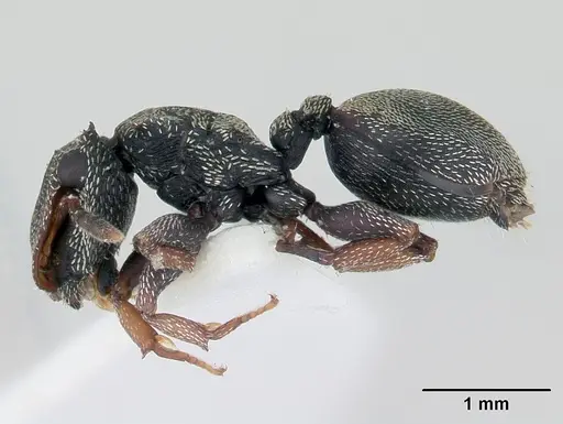Cephalotes crenaticeps specimen CASENT0178646 image casent0178646_3