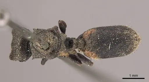 Cephalotes crenaticeps specimen CASENT0919598 image casent0919598_1