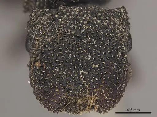 Cephalotes crenaticeps specimen CASENT0919598 image casent0919598_2