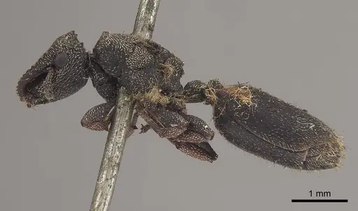 Cephalotes crenaticeps specimen CASENT0919598 image casent0919598_3