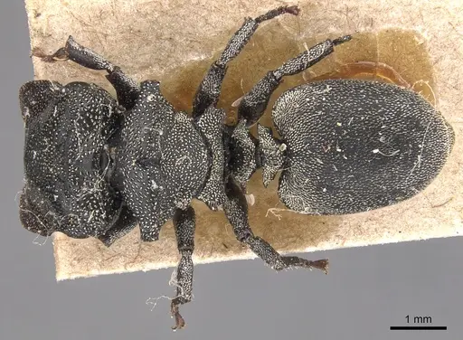 Cephalotes cristatus specimen CASENT0904907 image casent0904907_1