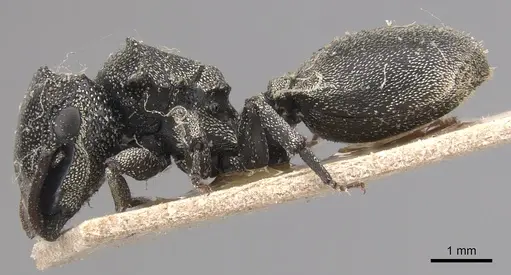Cephalotes cristatus specimen CASENT0904907 image casent0904907_3