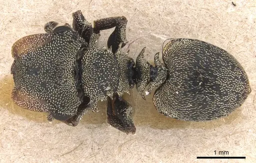 Cephalotes cristatus specimen CASENT0904908 image casent0904908_1