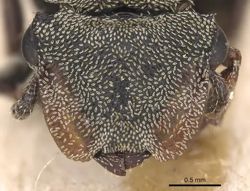 Cephalotes cristatus specimen CASENT0904908 image casent0904908_2