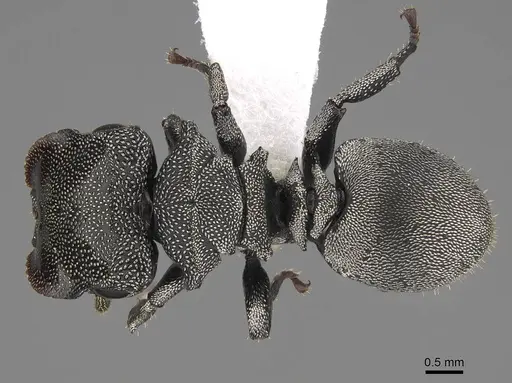 Cephalotes cristatus specimen CASENT0922598 image casent0922598_1