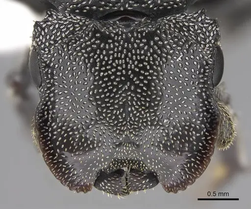 Cephalotes cristatus specimen CASENT0922598 image casent0922598_2
