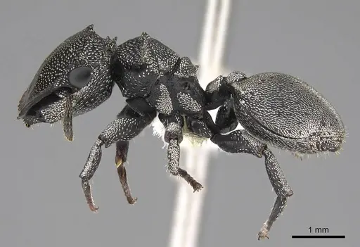 Cephalotes cristatus specimen CASENT0922598 image casent0922598_3