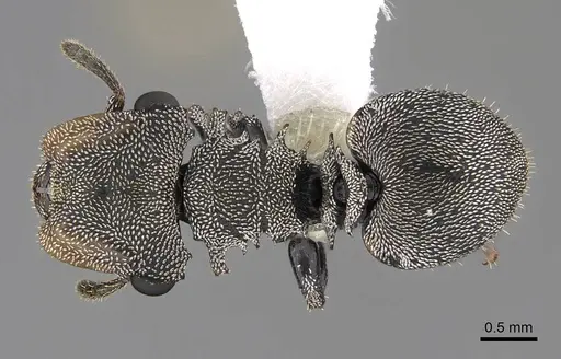 Cephalotes cristatus specimen CASENT0922599 image casent0922599_1