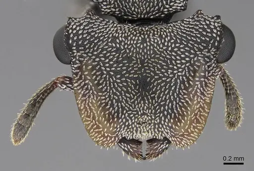 Cephalotes cristatus specimen CASENT0922599 image casent0922599_2