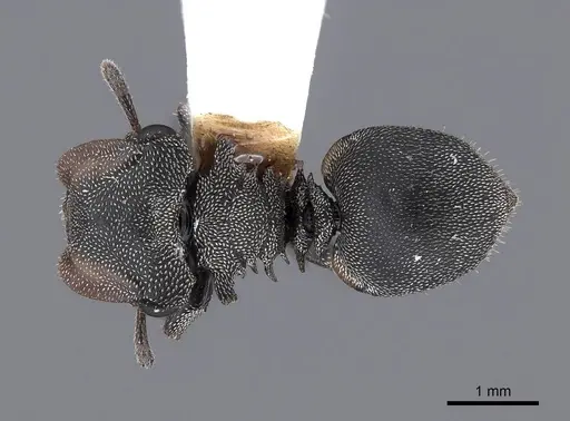 Cephalotes cristatus specimen FMNHINS0000047665 image fmnhins0000047665_1