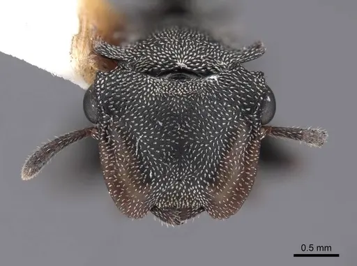 Cephalotes cristatus specimen FMNHINS0000047665 image fmnhins0000047665_2