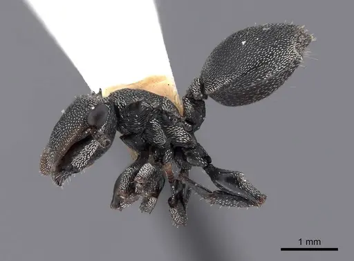 Cephalotes cristatus specimen FMNHINS0000047665 image fmnhins0000047665_3
