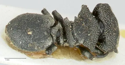 Cephalotes cristatus specimen FOCOL2148 image focol2148_1