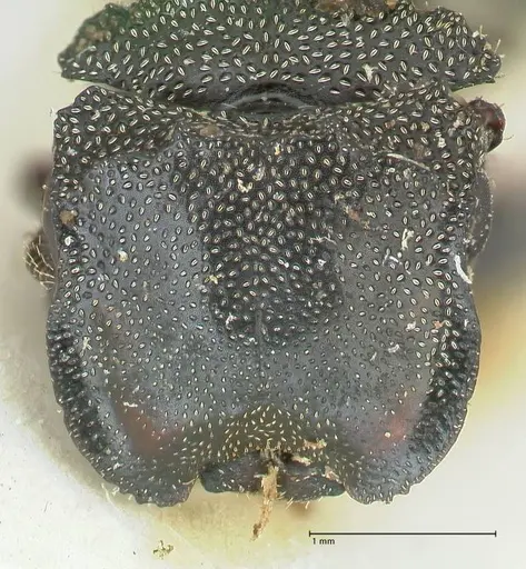 Cephalotes cristatus specimen FOCOL2148 image focol2148_2