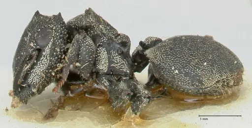 Cephalotes cristatus specimen FOCOL2148 image focol2148_3