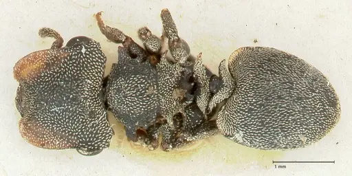 Cephalotes cristatus specimen FOCOL2149 image focol2149_1