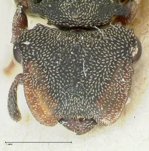 Cephalotes cristatus specimen FOCOL2149 image focol2149_2