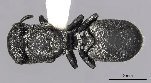 Cephalotes cristatus specimen INBIOCRI001259792 image inbiocri001259792_1