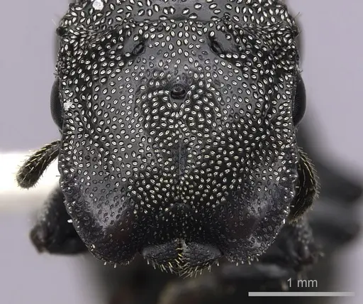 Cephalotes cristatus specimen INBIOCRI001259792 image inbiocri001259792_2