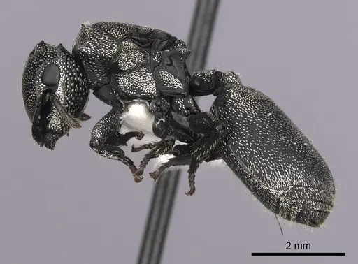 Cephalotes cristatus specimen INBIOCRI001259792 image inbiocri001259792_3