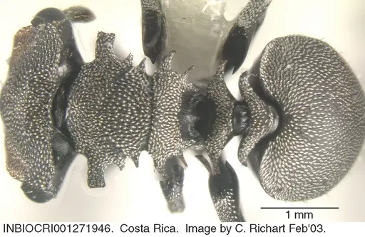 Cephalotes cristatus specimen INBIOCRI001271946 image inbiocri001271946_1
