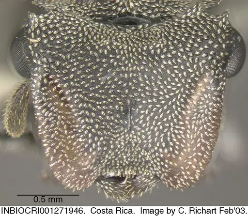 Cephalotes cristatus specimen INBIOCRI001271946 image inbiocri001271946_2
