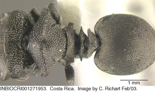 Cephalotes cristatus specimen INBIOCRI001271953 image inbiocri001271953_1
