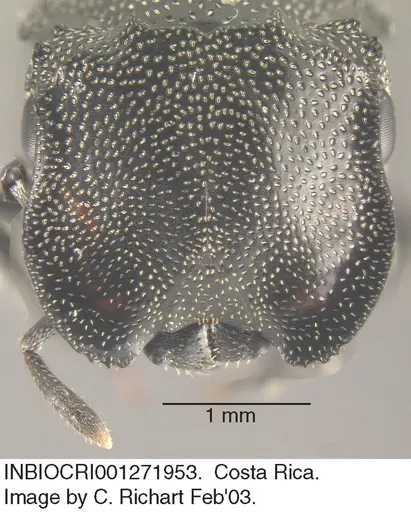 Cephalotes cristatus specimen INBIOCRI001271953 image inbiocri001271953_2