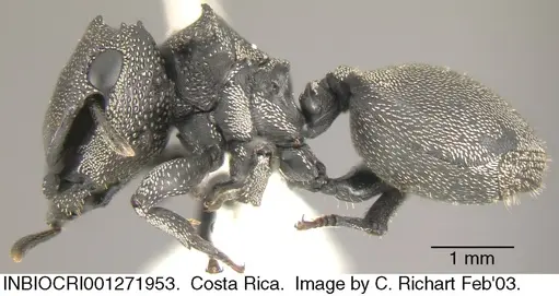 Cephalotes cristatus specimen INBIOCRI001271953 image inbiocri001271953_3