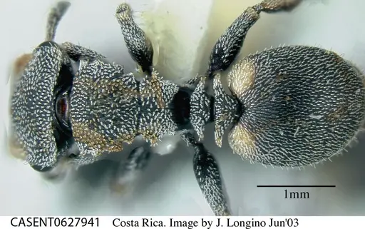 Cephalotes curvistriatus specimen CASENT0627941 image casent0627941_1