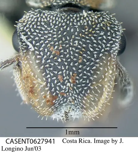 Cephalotes curvistriatus specimen CASENT0627941 image casent0627941_2