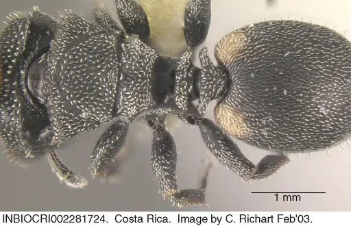 Cephalotes curvistriatus specimen INBIOCRI002281724 image inbiocri002281724_1