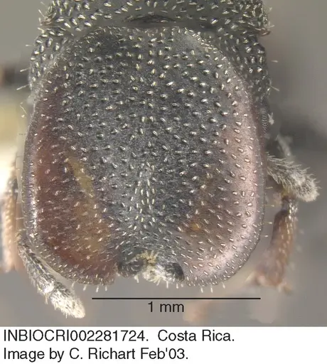 Cephalotes curvistriatus specimen INBIOCRI002281724 image inbiocri002281724_2