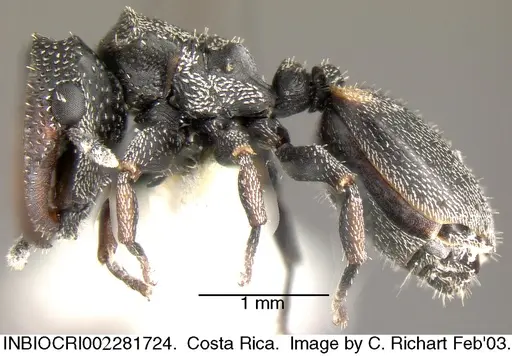 Cephalotes curvistriatus specimen INBIOCRI002281724 image inbiocri002281724_3