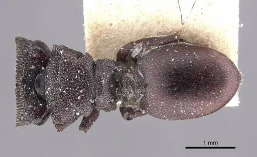 Cephalotes decoloratus specimen CASENT0909299 image casent0909299_1