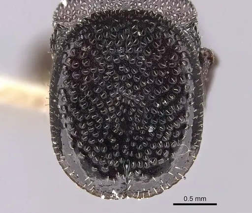 Cephalotes decoloratus specimen CASENT0909299 image casent0909299_2