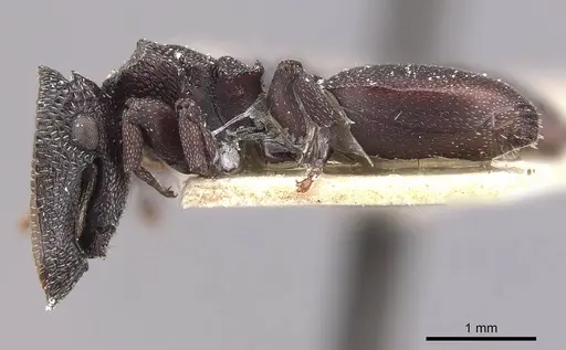 Cephalotes decoloratus specimen CASENT0909299 image casent0909299_3