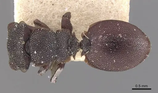 Cephalotes decoloratus specimen CASENT0909300 image casent0909300_1