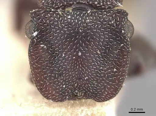 Cephalotes decoloratus specimen CASENT0909300 image casent0909300_2