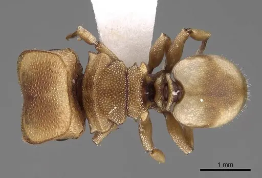 Cephalotes dentidorsum specimen CASENT0922531 image casent0922531_1
