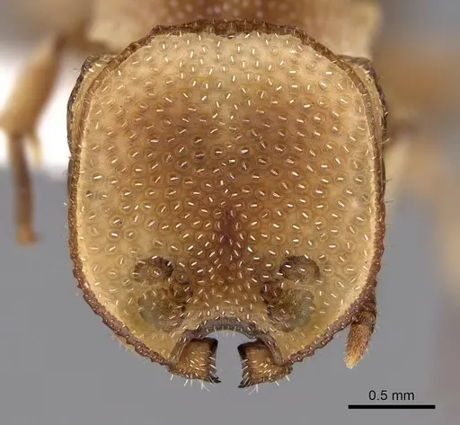 Cephalotes dentidorsum specimen CASENT0922531 image casent0922531_2