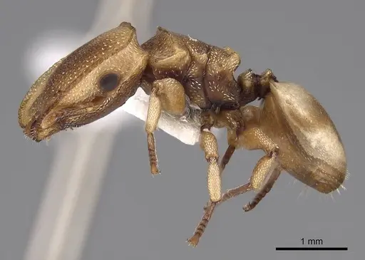 Cephalotes dentidorsum specimen CASENT0922531 image casent0922531_3