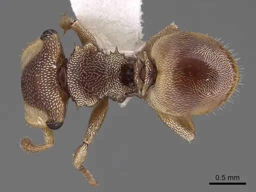 Cephalotes dentidorsum specimen CASENT0922532 image casent0922532_1