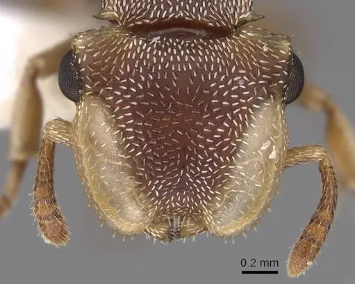Cephalotes dentidorsum specimen CASENT0922532 image casent0922532_2