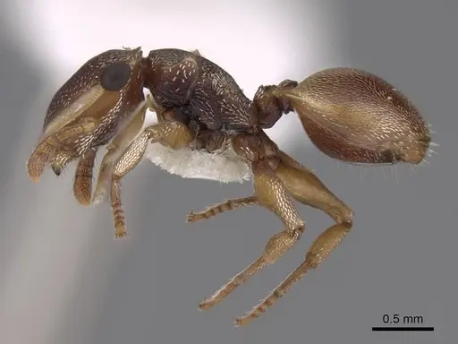 Cephalotes dentidorsum specimen CASENT0922532 image casent0922532_3