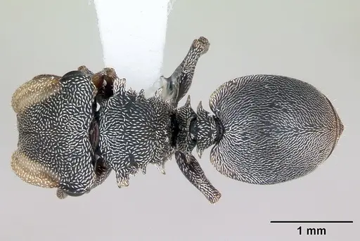 Cephalotes depressus specimen CASENT0173671 image casent0173671_1