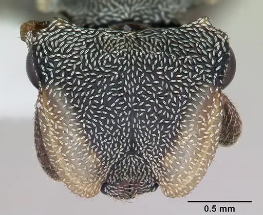 Cephalotes depressus specimen CASENT0173671 image casent0173671_2