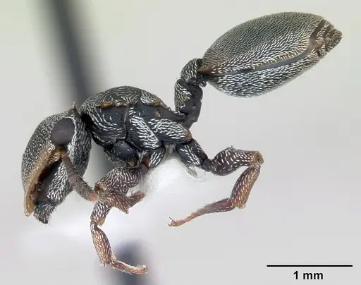 Cephalotes depressus specimen CASENT0173671 image casent0173671_3
