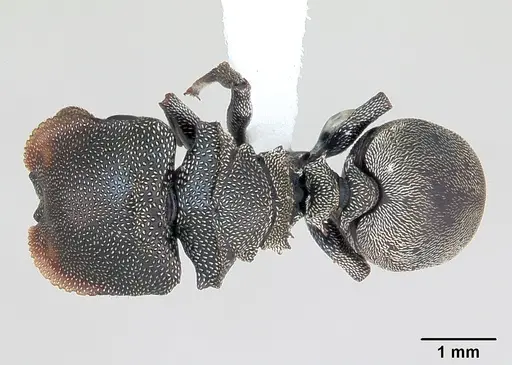 Cephalotes depressus specimen CASENT0173672 image casent0173672_1