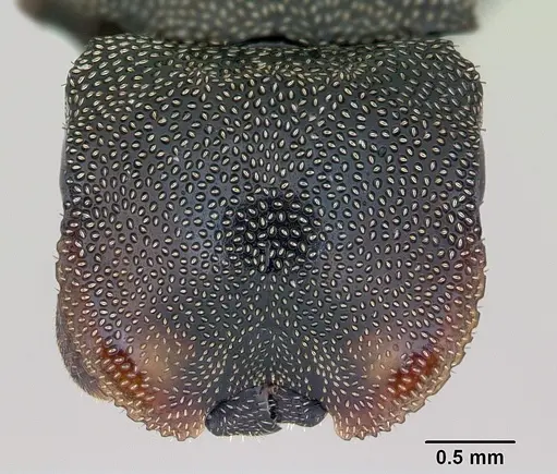 Cephalotes depressus specimen CASENT0173672 image casent0173672_2